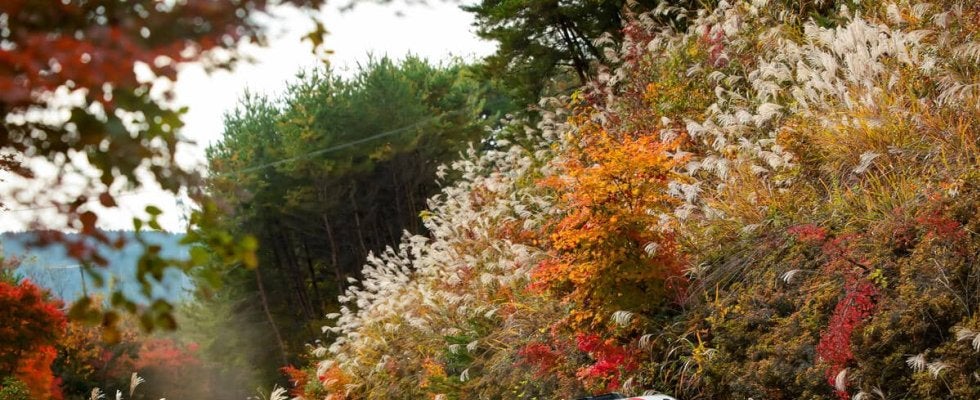 WRCジャパン速報：SS13『Obara 2』連続ベストのオジエ、エバンスとの差を4.9秒に拡大