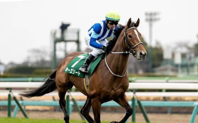 【AR共和国杯・馬体重】ホーエリートは482kg(+10)、スティンガーグラスは474kg(-8)