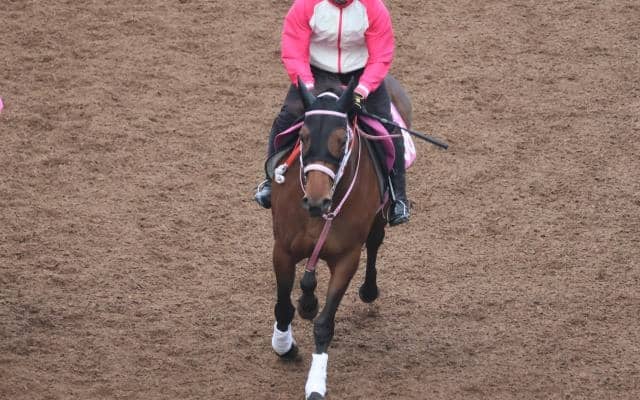 アンヌグロースなど、先週のゲート試験/栗東トレセンニュース