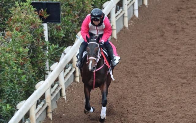 バルセシートなど、先週の入厩情報/栗東トレセンニュース