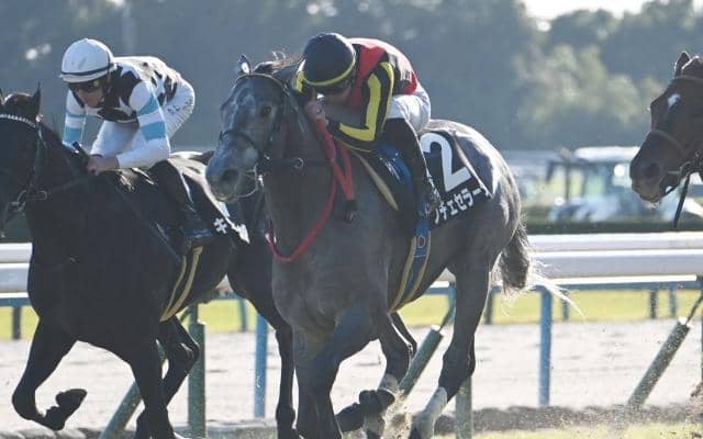 【黄菊賞結果】ノチェセラーダがゴール前で差し切り2連勝