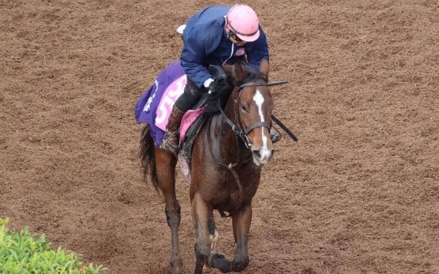アルジェンテーラなど、先週のゲート試験/栗東トレセンニュース