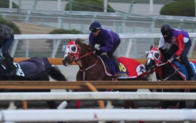 シンエンペラー、ジャパンC1週前追い切り速報/栗東トレセンニュース