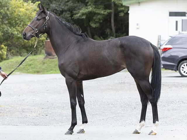 トウカイテイオー唯一の後継種牡馬 クワイトファイン産駒が中央初出走