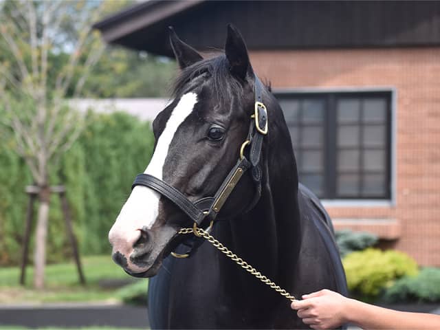 キタサンブラック＆イクイノックスの父仔が2500万円でトップ 社台SSが