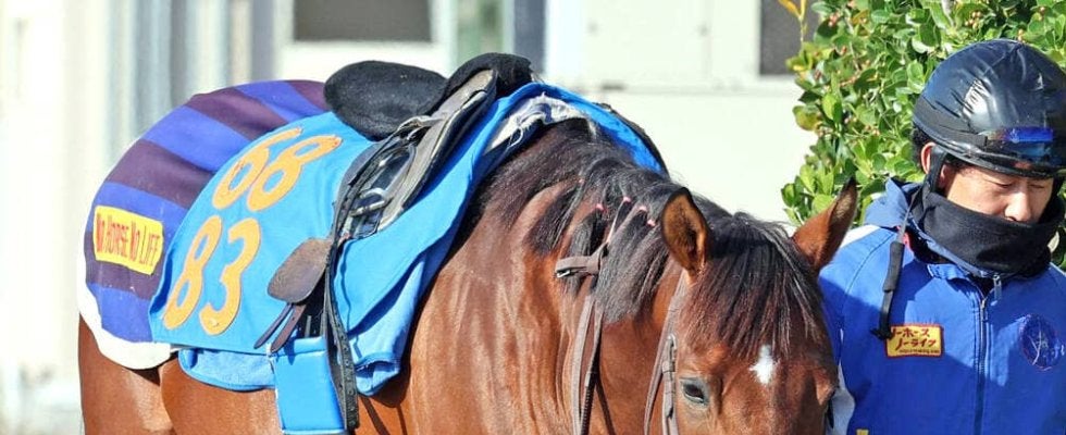 【ステイヤーズＳ】クロミナンスがマラソンレースへ向けて上昇　先週はドゥレッツァ相手に互角以上の動き