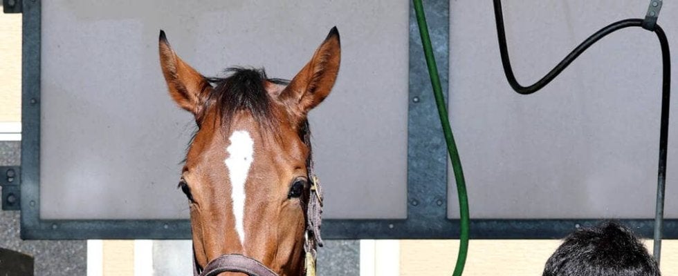 【ステイヤーズＳ】ハイレベルな相手に接戦するホーエリート　田島調教師「何とか重賞を勝たせないといけない」