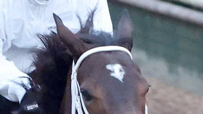 【チャンピオンズＣ】ビジュいいじゃん　額に輝く２つのハート♥♥　ダブルハートボンドが史上２頭目の女王へ