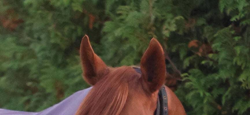 【注目馬動向】ダノンデサイルは有馬記念を目指す　ジャパンＣ３着ゴール後に落馬も問題なし