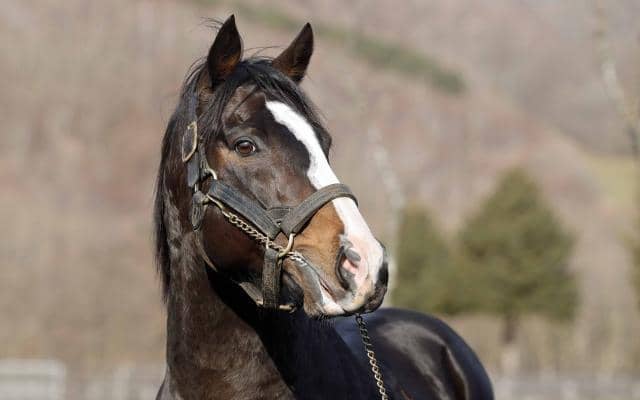 ブリックスアンドモルタルがレックススタッドに移動 新天地で種牡馬生活継続へ