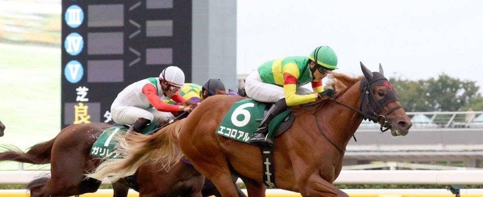 【注目馬動向】サウジアラビアＲＣ覇者のエコロアルバは松山弘平騎手との新コンビで朝日杯ＦＳへ