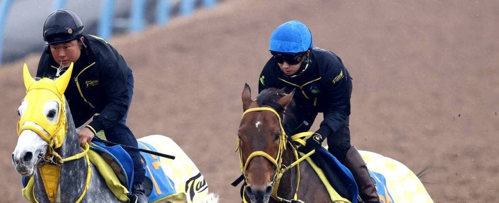 【ステイヤーズＳ】昨年豪州Ｇ１・２着ワープスピードが復活期す　高木調教師「だいぶやる気が出てきた」