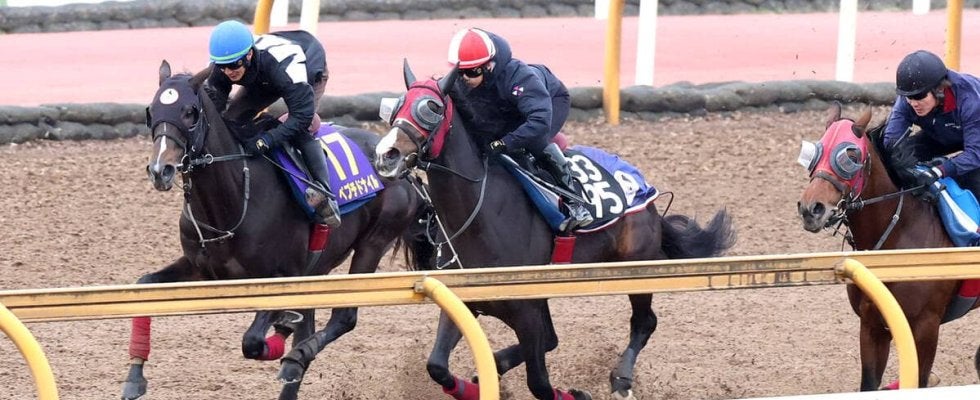 【チャンピオンズＣ】ペプチドナイルが巻き返しへ攻め強化　武英調教師「これでグッと変わってくれれば」