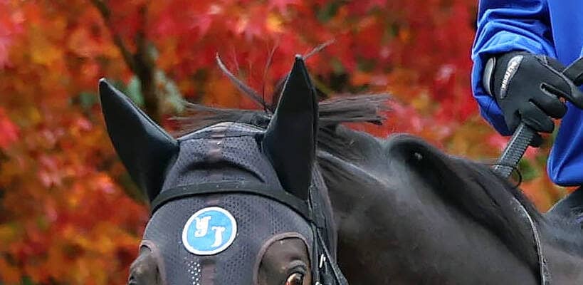 【注目馬動向】ソウルラッシュは次戦の香港マイルがラストラン　種牡馬入りへ