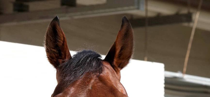 【チャンピオンズＣ】ＪＤＣ覇者ナルカミは６枠１２番　ダブルハートボンドは１枠２番に確定！