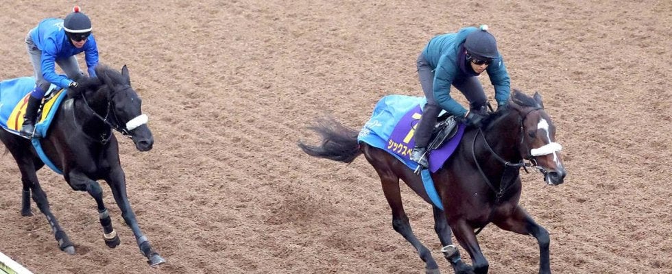 【チャンピオンズＣ】シックスペンスは２０年Ｖのチュウワウィザードと同枠　国枝調教師「６枠１１番ならまあまあ」