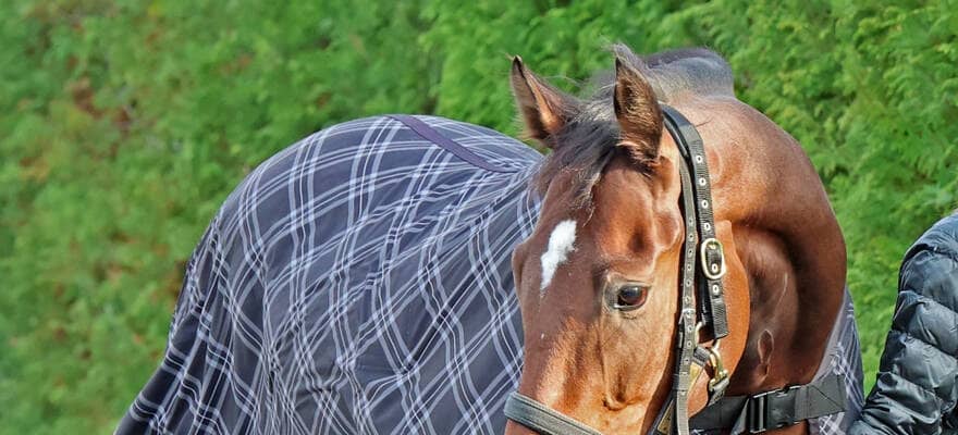 【ＰＯＧ】父サートゥルナーリア、母ラキシスに続け　瀧川厩務員が手がけた父母の子、デプレが日曜阪神でデビュー