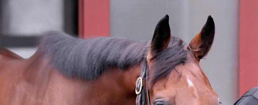 有馬記念第２回中間発表　レガレイラが４６万１００７票を集め依然トップ