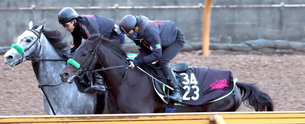 【ＰＯＧ】ダノンプレミアムの半弟ドンテスタマスターは素質あり　陣営「いいものは持っているが、もうひとつほしい」
