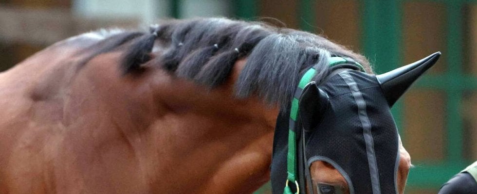 香港国際競走に出走する関西馬が現地到着　ベラジオオペラは初の海外遠征　上村調教師「到着後の状態も問題ありません」