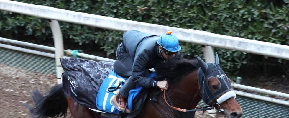 【鳴尾記念】チャレンジＣ覇者オールナットは大外８枠１４番に決定　グランヴィノスは１３番