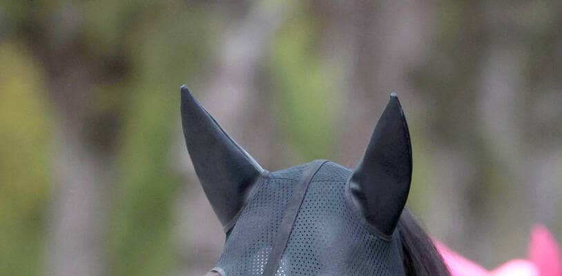 【チャンピオンズＣ】「悔いのないように」佐々木調教師が奇数枠に入ったラムジェットの発馬対策で考えた策とは