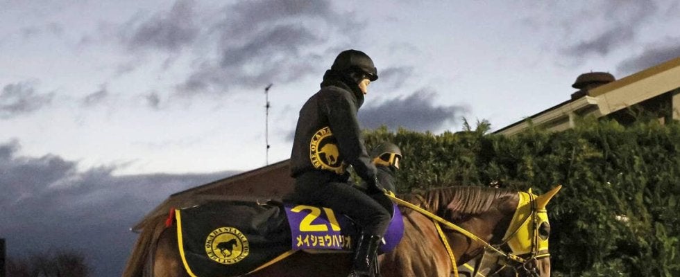 【チャンピオンズＣ】メイショウハリオは抜群の出来でラストランへ　陣営「プラス１０キロくらいで」