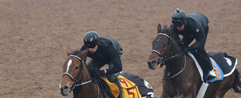 【ステイヤーズＳ】３９年ぶりの牝馬Ｖを狙うホーエリートは３枠３番　ヴェルミセルは７枠１１番　枠番確定