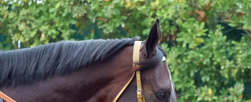 【チャンピオンズＣ】ルクソールカフェは坂路で集中した走り　堀調教師は大外枠に「ジョッキーと相談して、よりよいレースができるように」