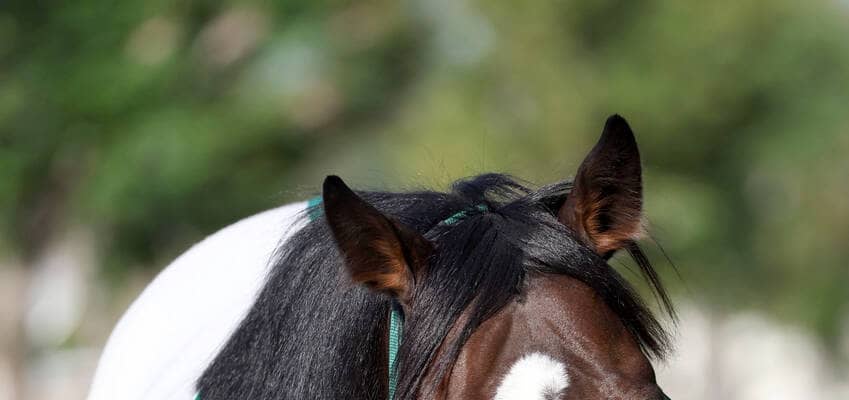 【注目馬動向】今年の菊花賞４着馬ゲルチュタールは来年に再始動　２６年１月の日経新春杯が目標