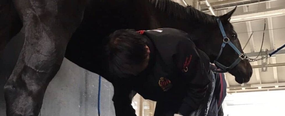 【装蹄師・西内荘コラム】担当馬2頭のチャンピオンズC…ダブルで来てほしい大久保厩舎の2頭