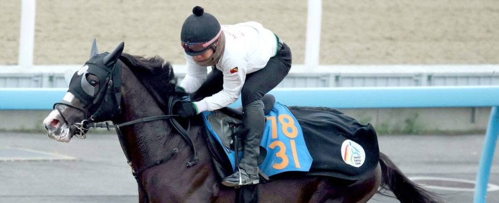 【ステイヤーズＳ】叔父に日本ダービー馬クロワデュノール　スタミナに優れた母系でマラソンレースを苦にしないラスカンブレス