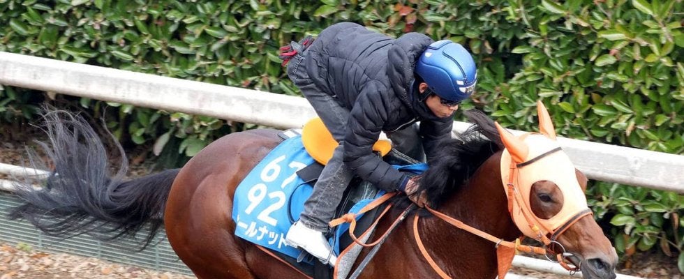 【鳴尾記念】血統からの注目馬は前走チャレンジＣ優勝馬　叔父にはステイゴールド　まだまだ成長を続けるオールナット