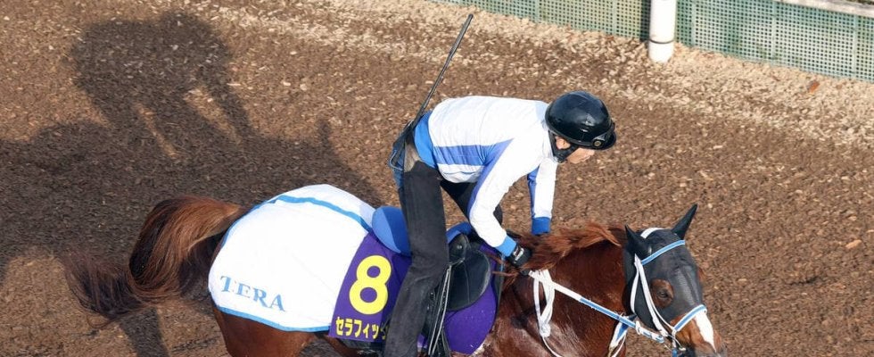 【チャンピオンズＣ】セラフィックコールはフレッシュな状態　寺島調教師「いい状態で出せそうです」