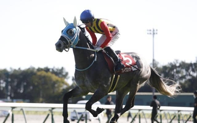 ステイヤーズSはスタミナ豊富な2頭に注目