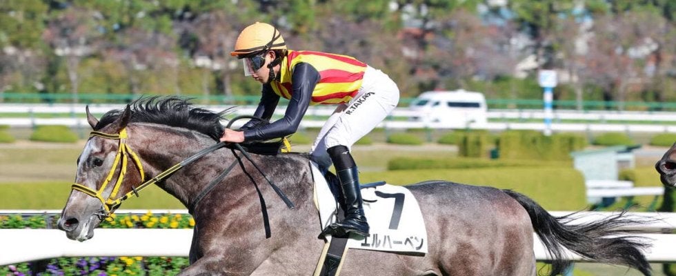【阪神５Ｒ・２歳新馬】エルハーベンがしぶとく逃げ切ってデビューＶ　高杉吏麒騎手「調教から感触が良くて」