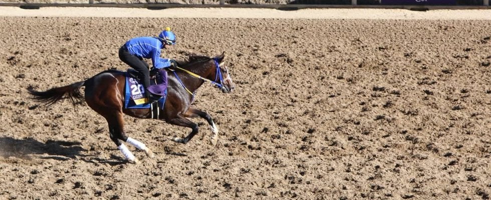 【チャンピオンズC／穴ライズ】前日“10人気”前後に「元サヤ効果」で復調気配あり　人気暴落の今が買い時