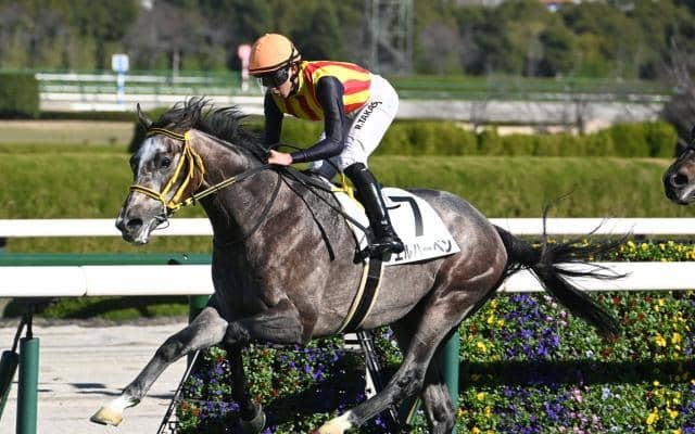 【阪神5R新馬戦結果】モーリス産駒エルハーベンが逃げ切り勝ち