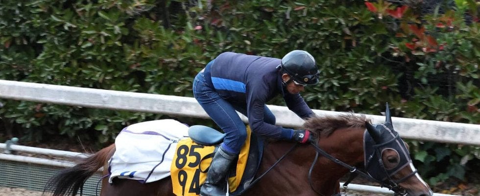 土曜中山競馬場の注目激走馬…中山１１Ｒステイヤーズステークス・Ｇ２