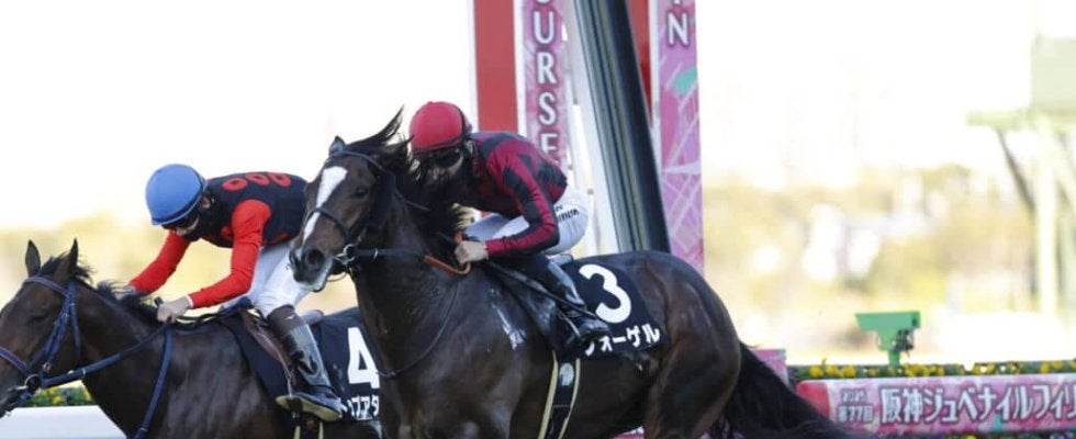 【さざんか賞】アルアイン産駒フォーゲルが2連勝