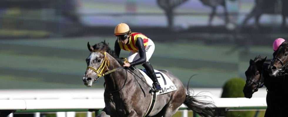 【新馬/阪神5R】エルハーベンがデビュー勝ち…半姉はリリーノーブル