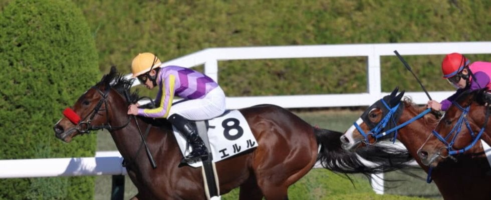 【新馬/阪神6R】外国産エルルがデビューV…ヤウポン産駒