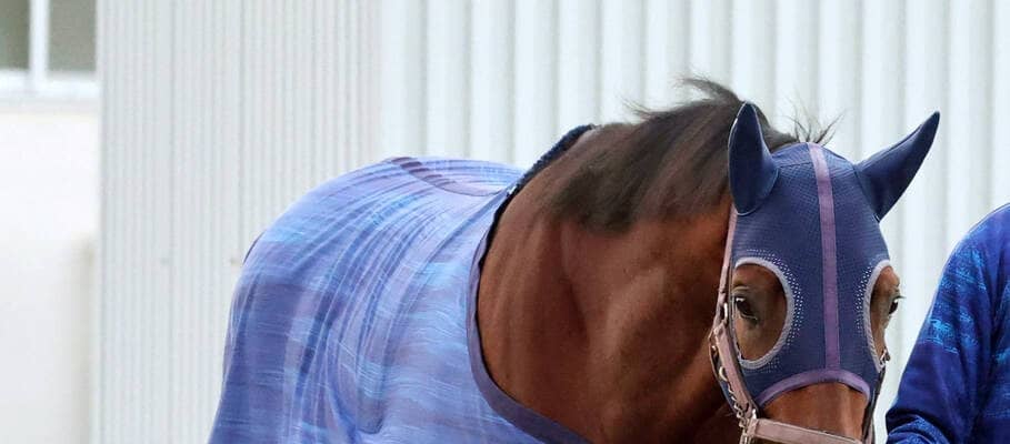 【チャンピオンズＣ】ナルカミが単勝２・４倍で１強ムード　唯一のＪＲＡ・Ｇ１馬はまさかの同１００倍　前日最終オッズ