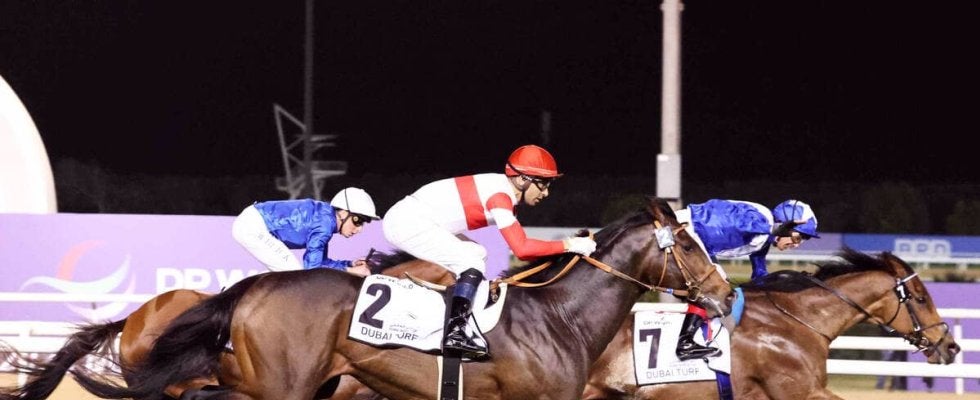 ２３年ドバイ・ターフ２着のダノンベルーガ引退　東京競馬場で乗馬に