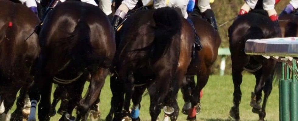 【ステイヤーズS】戸崎「素晴らしい馬」ホーエリートVで39年ぶり牝馬が制覇