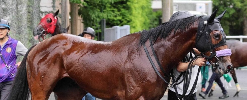 日曜中山競馬場の注目激走馬…中山１１Ｒラピスラズリステークス（Ｌ）