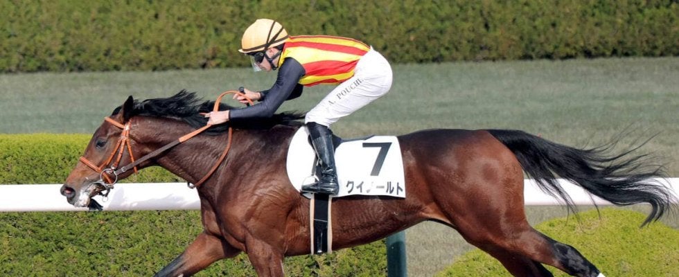 【阪神６Ｒ・２歳新馬】クイノールトが４角先頭で２馬身差Ｖ　プーシャン騎手「次は何をするかわかってくる」