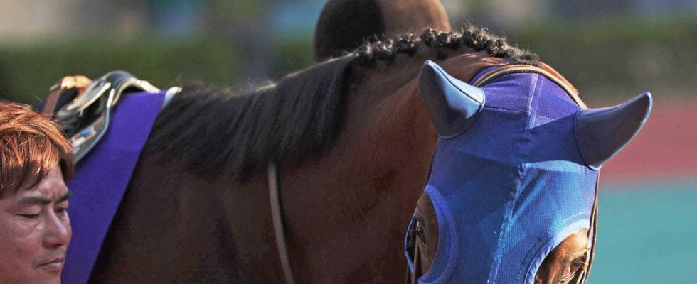 【チャンピオンズＣ】１番人気ナルカミまさかの失速　１３着大敗に戸崎圭太騎手「スタートでトモを落とした感じ」