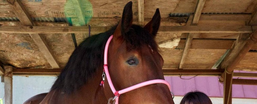 【今井千尋のばんえい日和】レディースＣ４連覇を狙う女王サクラヒメ「力を引き出せば結果はついてくる」