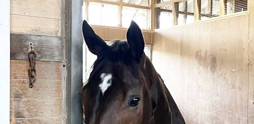 チャンピオンズＣ覇者のダブルハートボンドは元気いっぱい　陣営「カイバもしっかり食べていた。ひと安心」